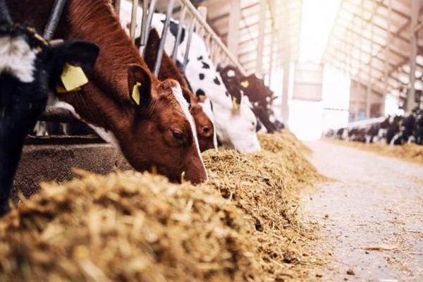 شرایط اخذ پروانه کسب دامداری